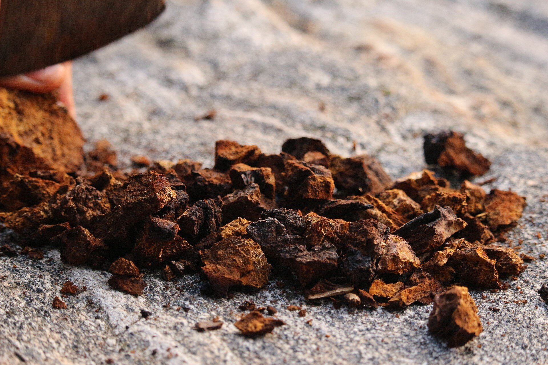 Chaga - the ‘King’ of the medicinal mushrooms