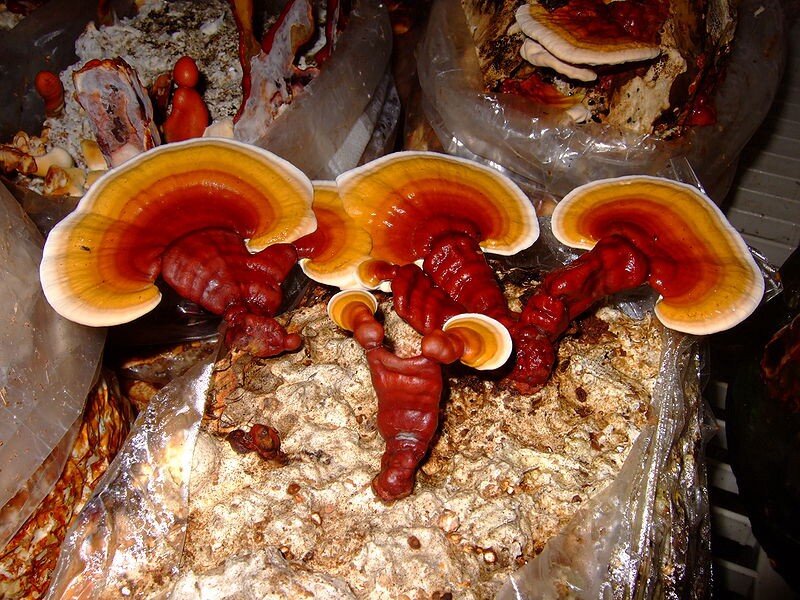Reishi - the Queen of immortality